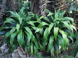 Photo 5 of Dracaena spp.