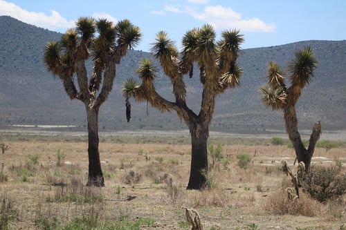 Photo 1 of Dracaena spp.