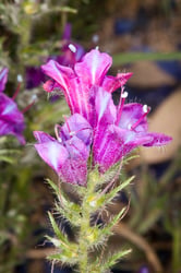 Photo 7 of Echium plantagineum