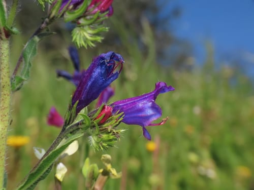 Photo 1 of Echium plantagineum