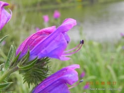 Photo 3 of Echium plantagineum
