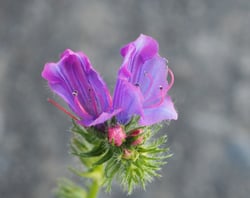 Photo 6 of Echium plantagineum