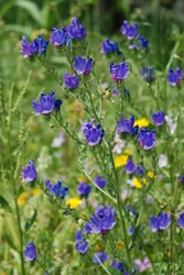 Photo 5 of Echium plantagineum