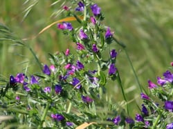 Photo 4 of Echium plantagineum