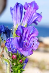 Photo 8 of Echium plantagineum