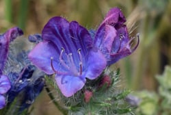 Photo 2 of Echium plantagineum