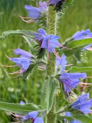 Photo 8 of Echium vulgare
