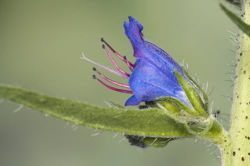 Photo 1 of Echium vulgare