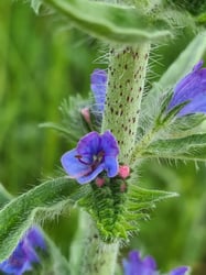 Photo 9 of Echium vulgare