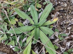 Photo 4 of Echium vulgare