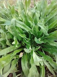 Photo 6 of Echium vulgare
