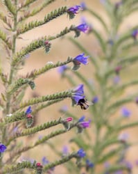 Photo 5 of Echium vulgare