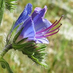 Photo 7 of Echium vulgare