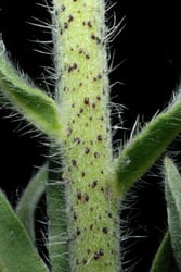 Photo 3 of Echium vulgare