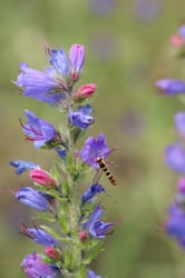 Photo 2 of Echium vulgare