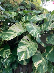 Photo 2 of Epipremnum aureum