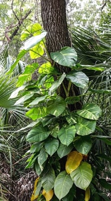Photo 1 of Epipremnum aureum
