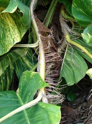 Photo 3 of Epipremnum aureum