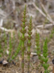 Photo 4 of Equisetum arvense
