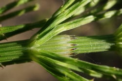 Photo 3 of Equisetum arvense