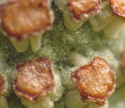 Photo 7 of Equisetum arvense