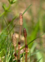 Photo 6 of Equisetum arvense
