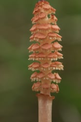 Photo 5 of Equisetum arvense