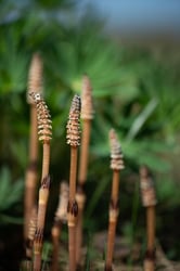 Photo 2 of Equisetum arvense