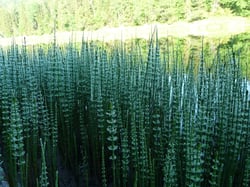Photo 8 of Equisetum spp.