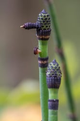 Photo 5 of Equisetum spp.