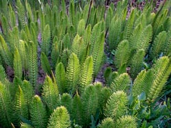 Photo 6 of Equisetum spp.