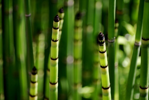 Photo 1 of Equisetum spp.