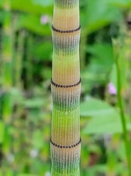 Photo 3 of Equisetum spp.