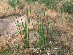 Photo 7 of Equisetum spp.