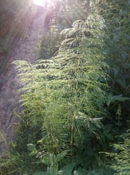 Photo 2 of Equisetum spp.