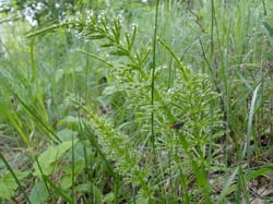 Photo 9 of Equisetum spp.