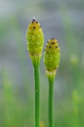Photo 4 of Equisetum spp.