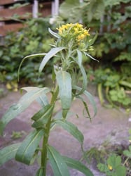 Photo 2 of Erysimum cheiranthoides