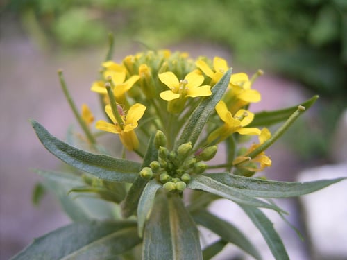 Photo 1 of Erysimum cheiranthoides