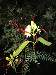 Photo 2 of Erythrostemon gilliesii