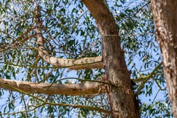 Photo 3 of Eucalyptus obliqua