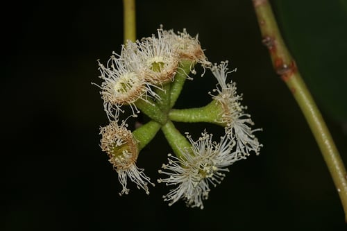 Photo 1 of Eucalyptus obliqua