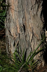 Photo 4 of Eucalyptus obliqua