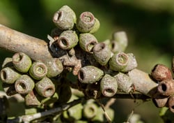 Photo 2 of Eucalyptus obliqua
