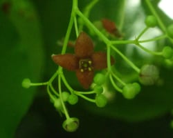 Photo 3 of Euonymus atropurpurea