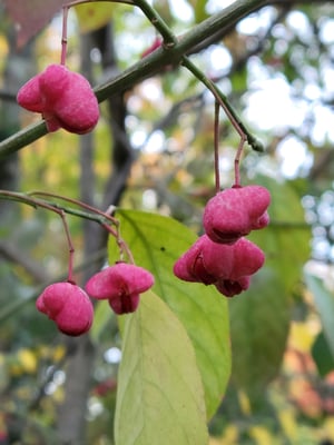 Photo 1 of Euonymus atropurpurea