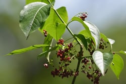Photo 7 of Euonymus atropurpurea