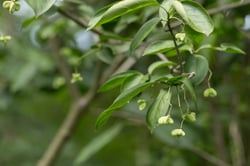 Photo 2 of Euonymus atropurpurea