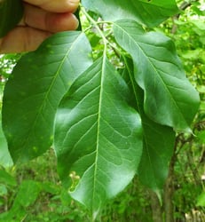 Photo 5 of Euonymus atropurpurea