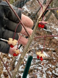 Photo 9 of Euonymus atropurpurea